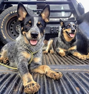 Two blue heeler puppies resting in the bed of an old Ford pickup truck