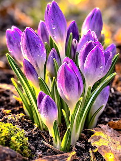 Purple crocus flowers with water droplets on petals growing from soil in spring sunlight