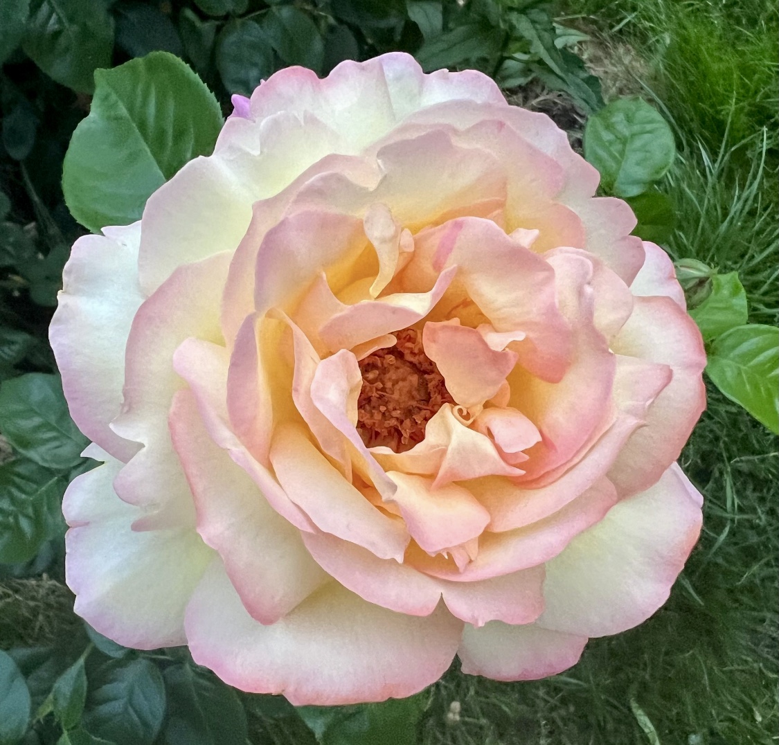 Close-up of a pale pink and peach rose flower with green leaves