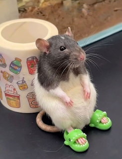 Grey and white pet rat sitting upright wearing tiny green frog slippers next to a ceramic mug