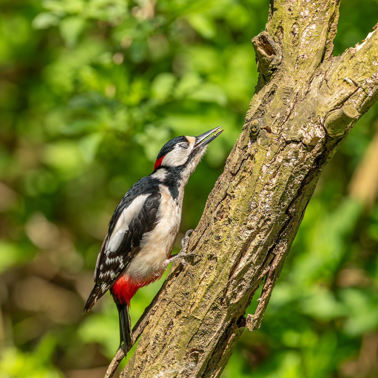 Great spotted woodpecker perched on a tree trunk in a green woodland setting