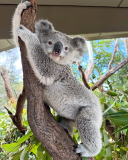Gray koala clinging to a tree branch looking at the camera with green foliage behind