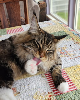 Maine Coon Cat Grooming