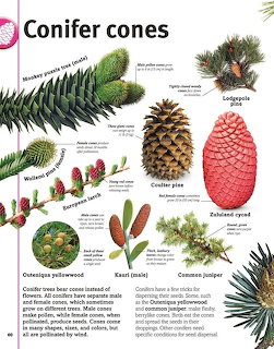 Educational chart displaying different types of conifer cones and branches with labels and descriptions