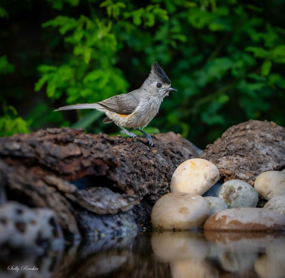 Crested Bird on Log