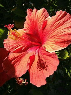 Red Hibiscus Flower
