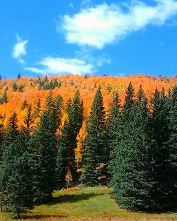 Green evergreen trees in foreground with golden orange aspens on hillside under blue sky