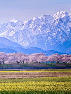 Japan Alps Cherry Blossoms