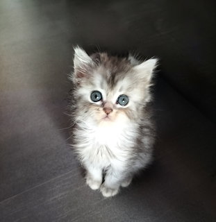 kitten
