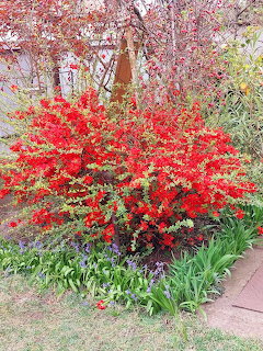 Red Flowering Bush in Garden