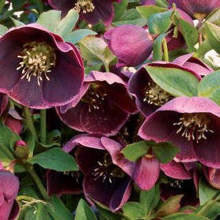 Purple Hellebore Flowers