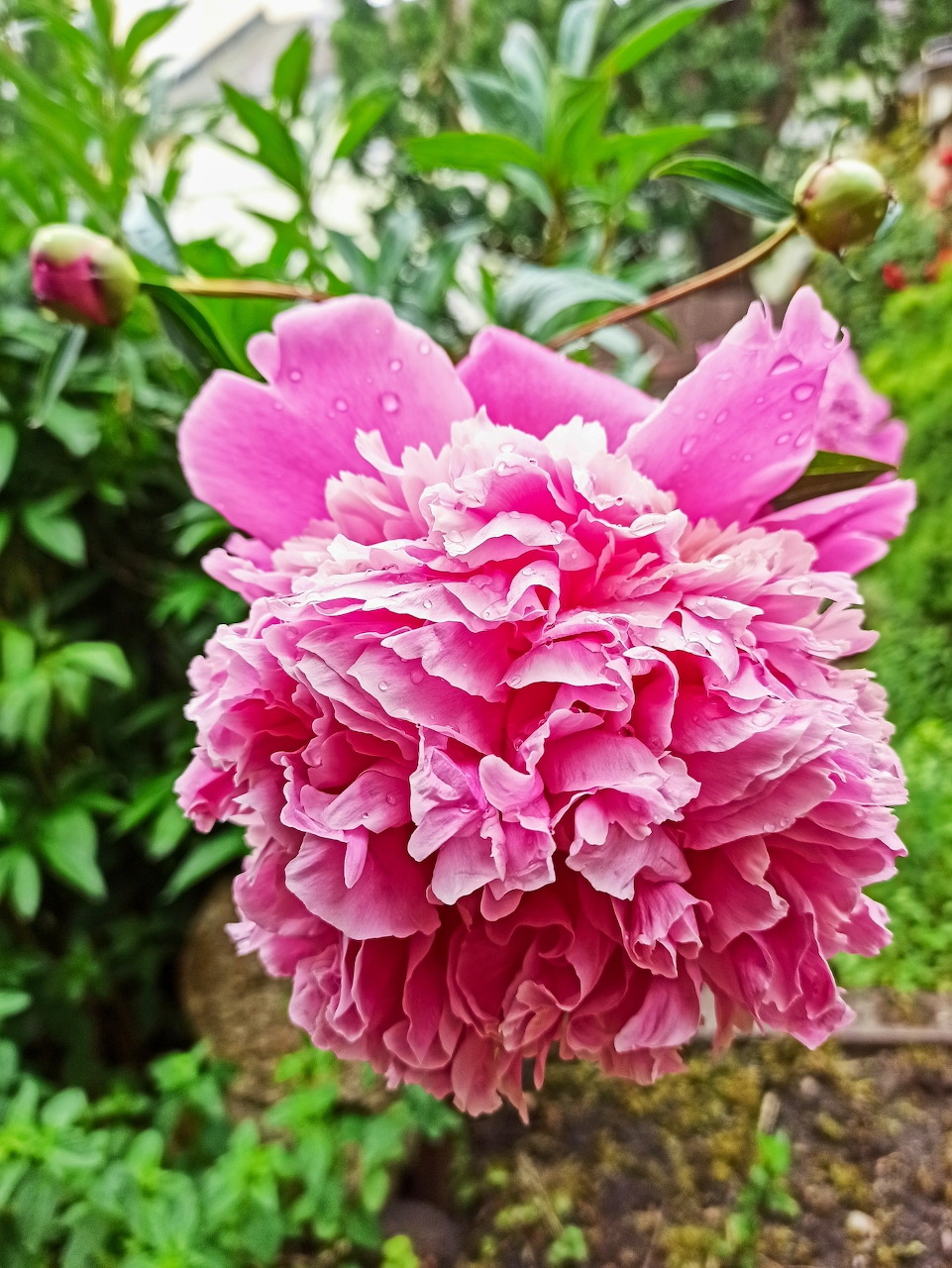 Pink Peony Bloom