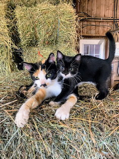 Calico cat and black-and-white tuxedo cat resting on hay bales in a barn
