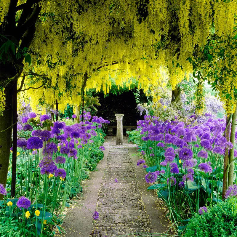 Garden path lined with purple flowers under hanging yellow blossoms