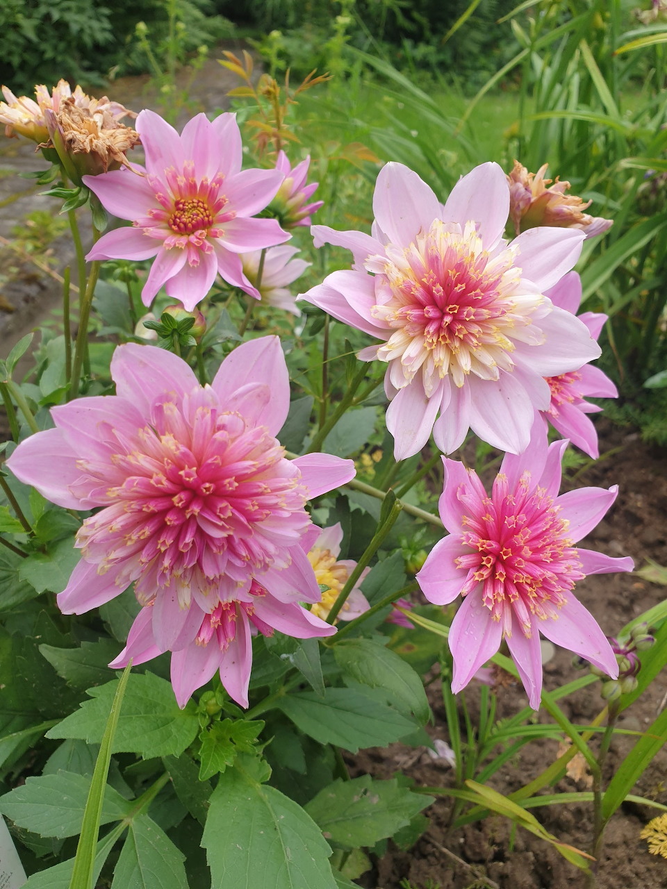 Pink dahlia flowers in bloom with layered petals and green leaves