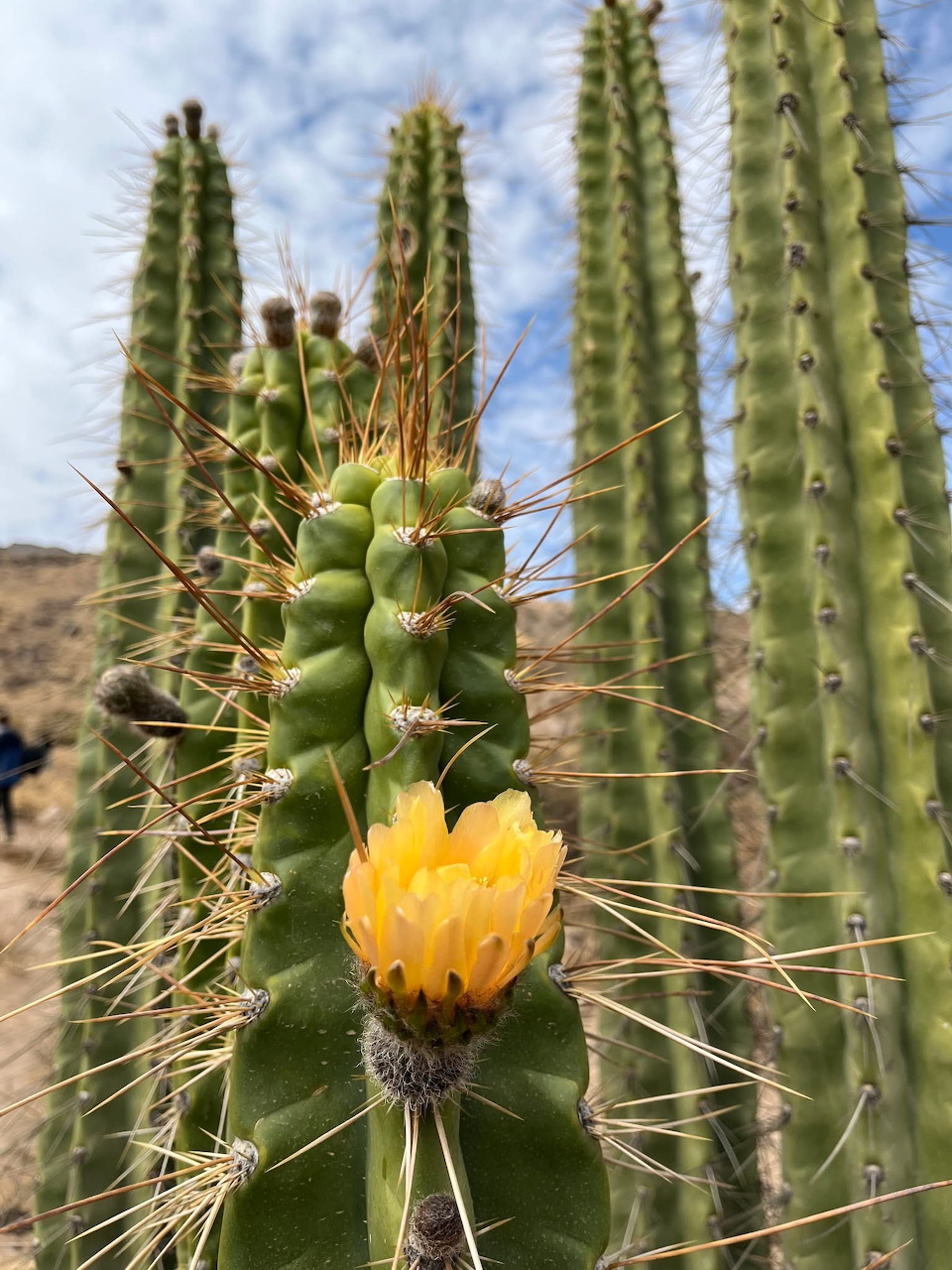 Green cactus with yellow spines and a bright yellow flower blooming on its side