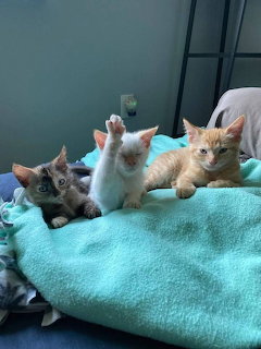 Kittens on Blanket
