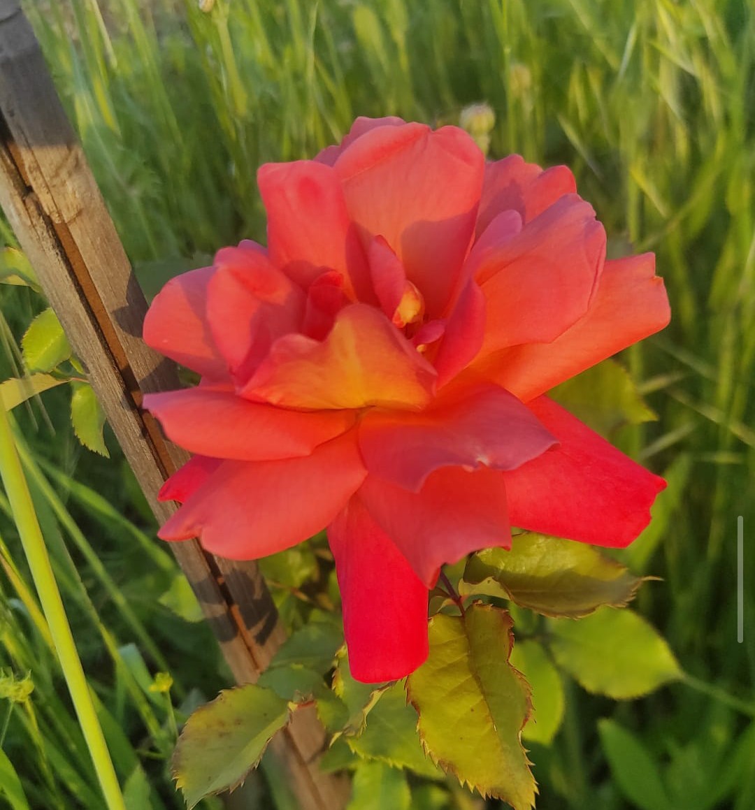 Red Rose in Garden