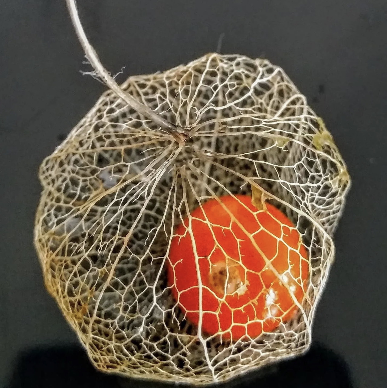 Orange physalis fruit inside translucent dried papery husk with intricate vein pattern on dark background