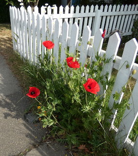 Red poppies growing beside a white picket fence on a sunny day