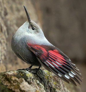 Wallcreper Bird Portrait