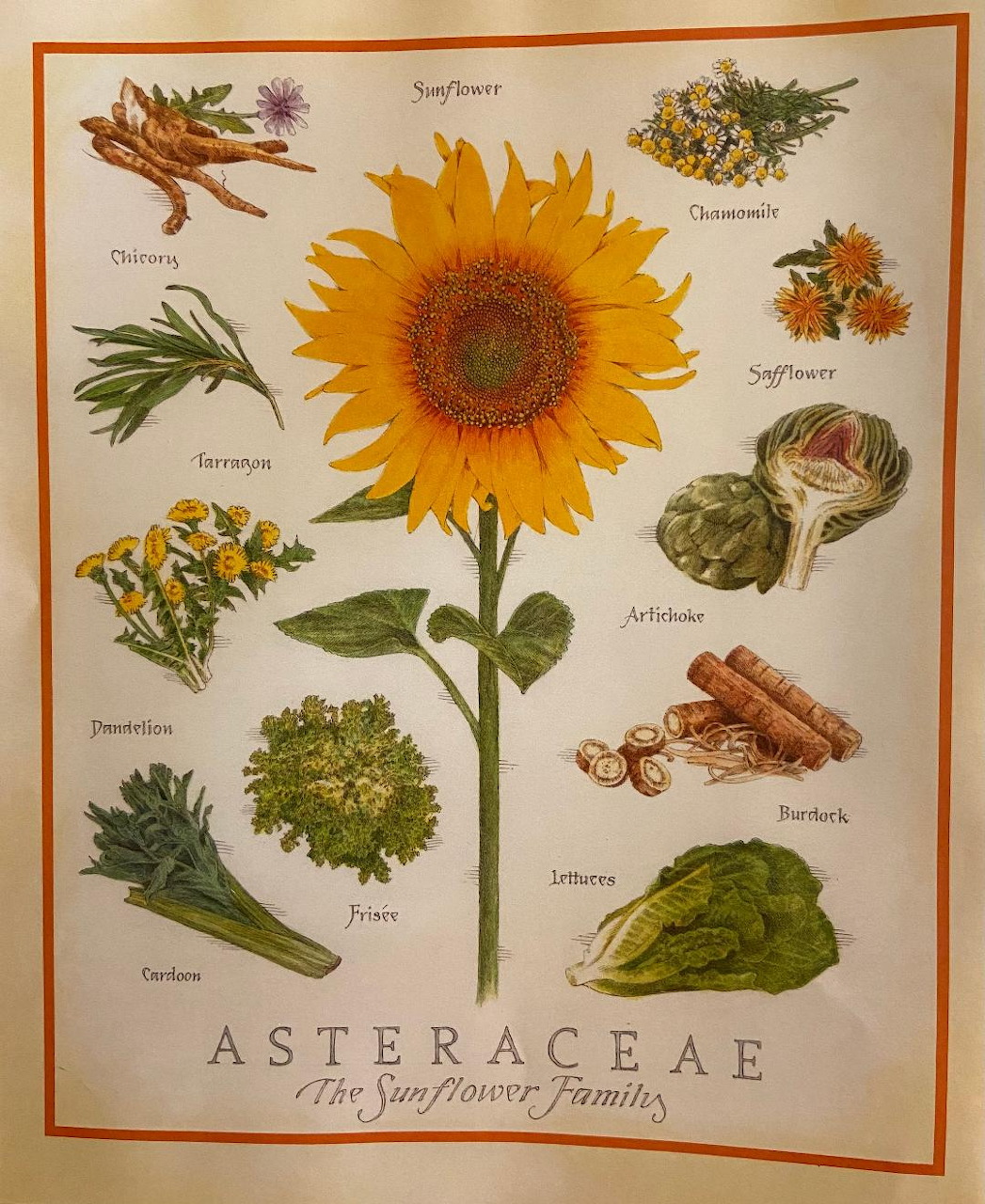 Botanical illustration of a sunflower with labeled plant parts on a cream background