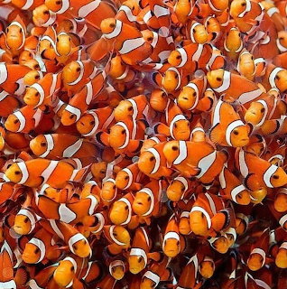 Clownfish School
