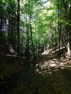 Sunlit forest trail through green deciduous trees in Orlické hory, Czech Republic