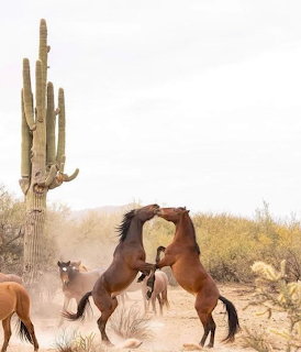 Two wild horses fighting on hind legs in Arizona desert with saguaro cactus
