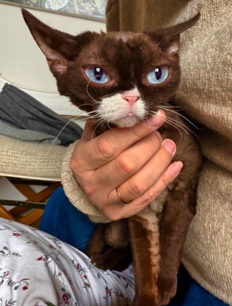 Brown cat with blue eyes and white markings being held in someone's hands