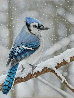 Blue Jay in Snow