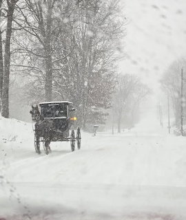 Horse-drawn Amish buggy on snowy road with trees in winter storm