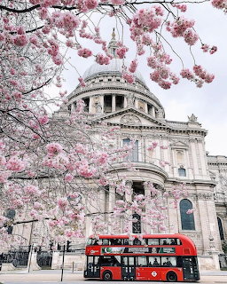 St Paul's Cathedral in London with pink cherry blossoms and a red double-decker bus