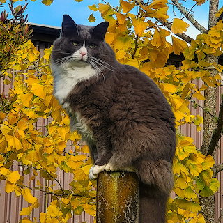 Tofu the Cat and Ginkgo Tree