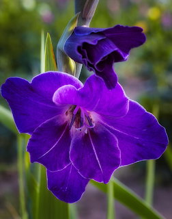 Close-up of two deep purple iris flowers with ruffled petals on green stems