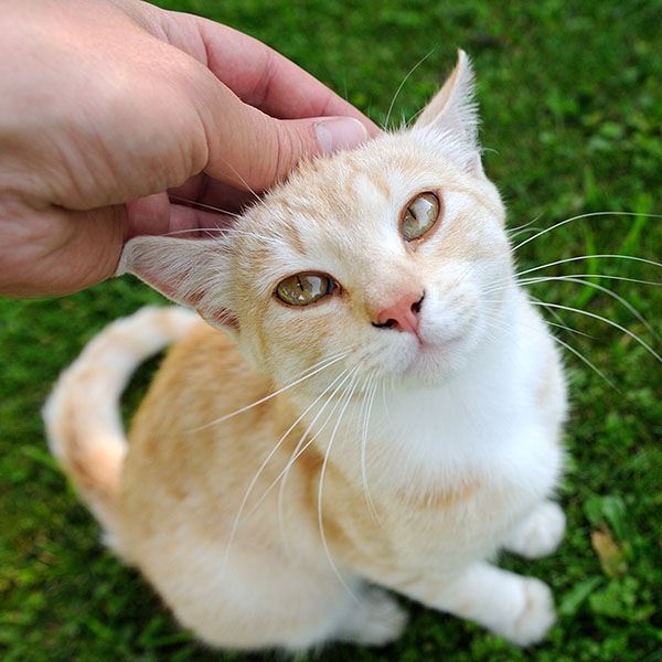 Cream and white cat being petted on grass