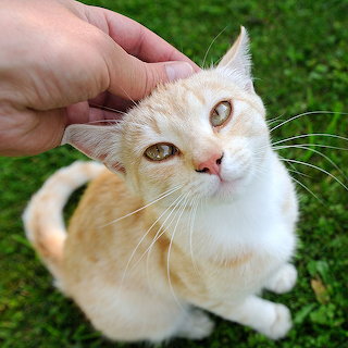 Cream Cat Portrait