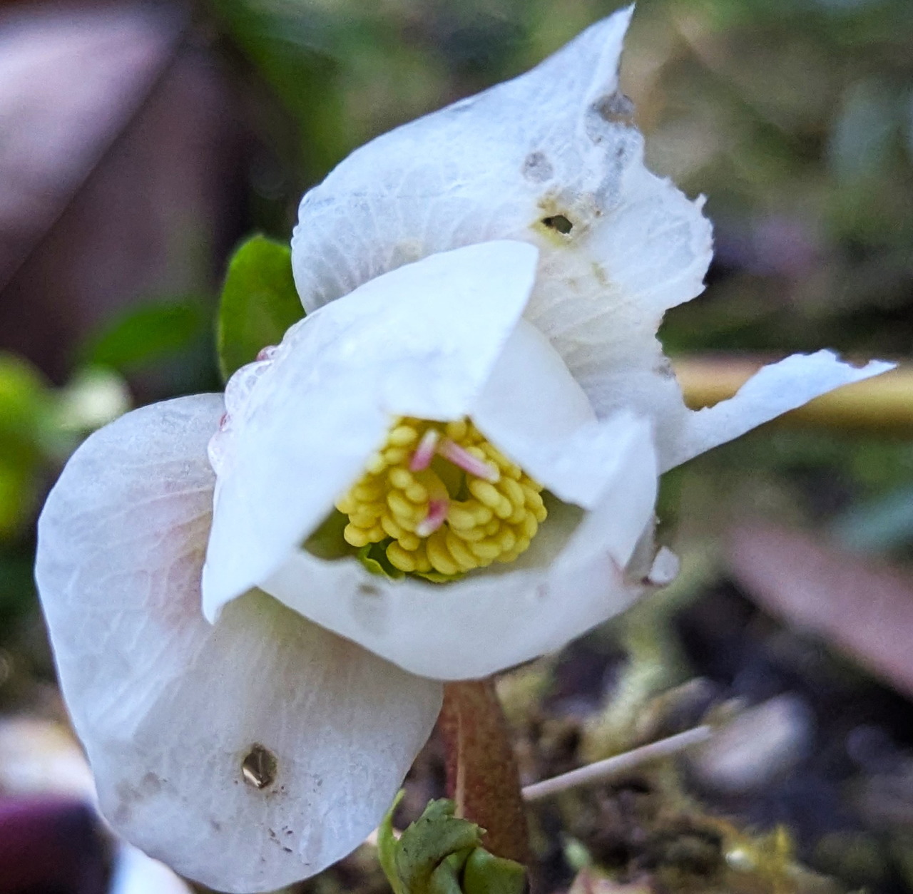 Close-up of a white christrose flower with a yellow center near the ground