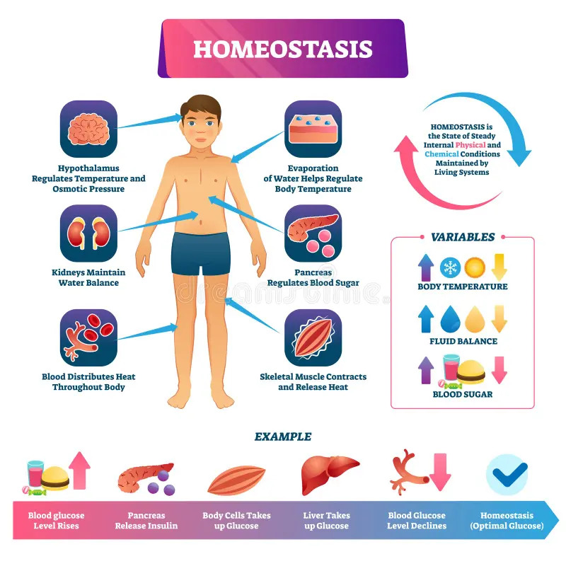 Labeled homeostasis educational diagram with a human body and body function icons