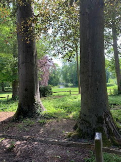 Large treerunks in a green park with grass, pond, and flowering wisteria in background