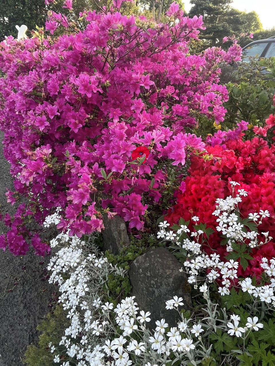 Pink and red azalea bushes with white flowers growing around dark rocks in a garden