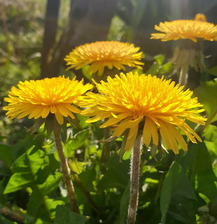 Yellow dandelion flowers blooming in green garden foliage