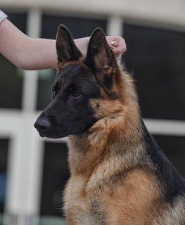 Profile view of a German Shepherd dog with erect ears and tan and black fur against a blurred outdoor background