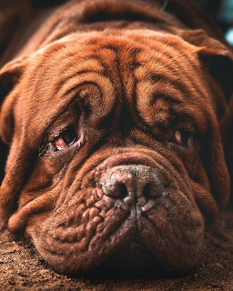 Close-up of a brown bulldog with wrinkled face and expressive eyes resting on textured surface
