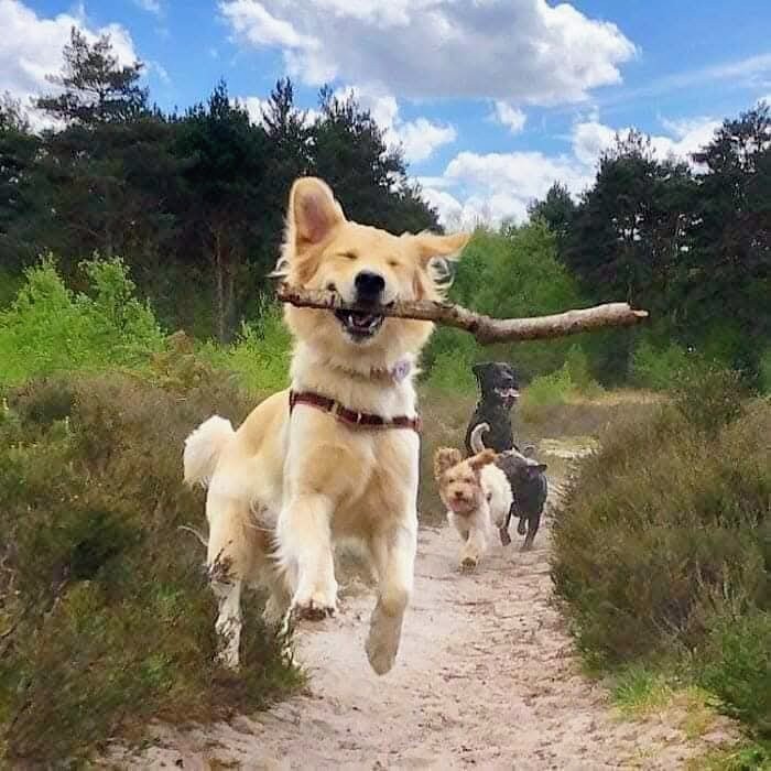 Happy Dogs