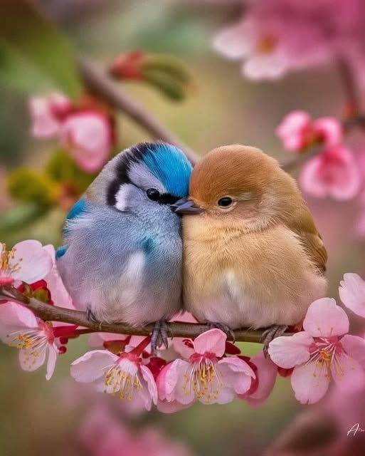 Two small fluffy birds sitting close together on a branch with pink cherry blossoms