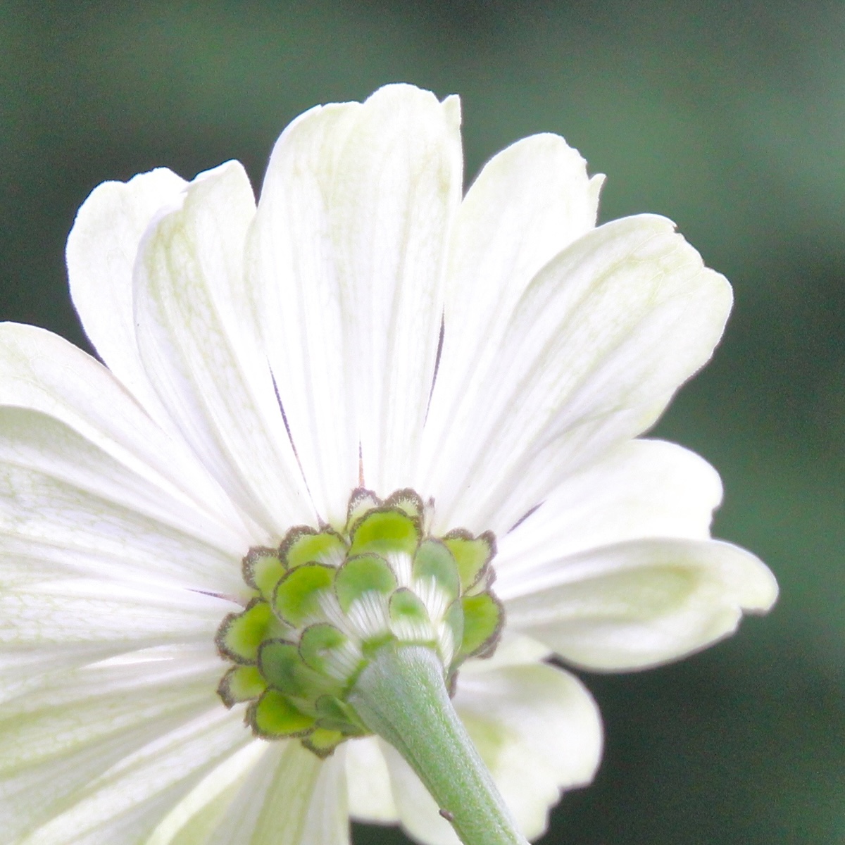 White Zinnia