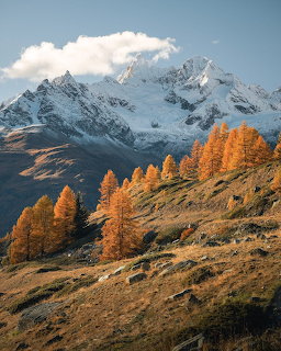 Snowy Mountain Autumn Larches