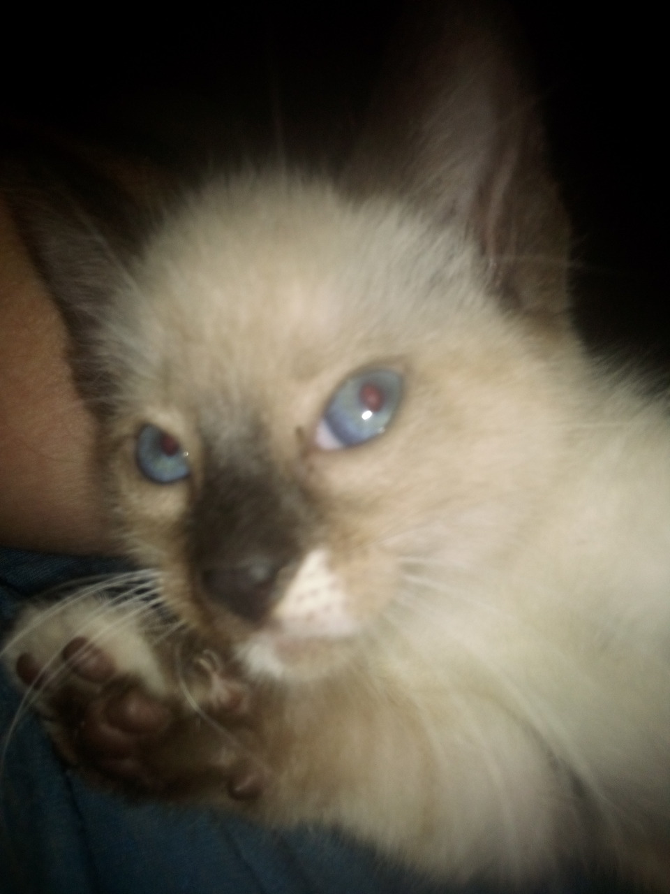 Siamese Kitten Closeup