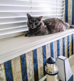 Gray Cat on Windowsill